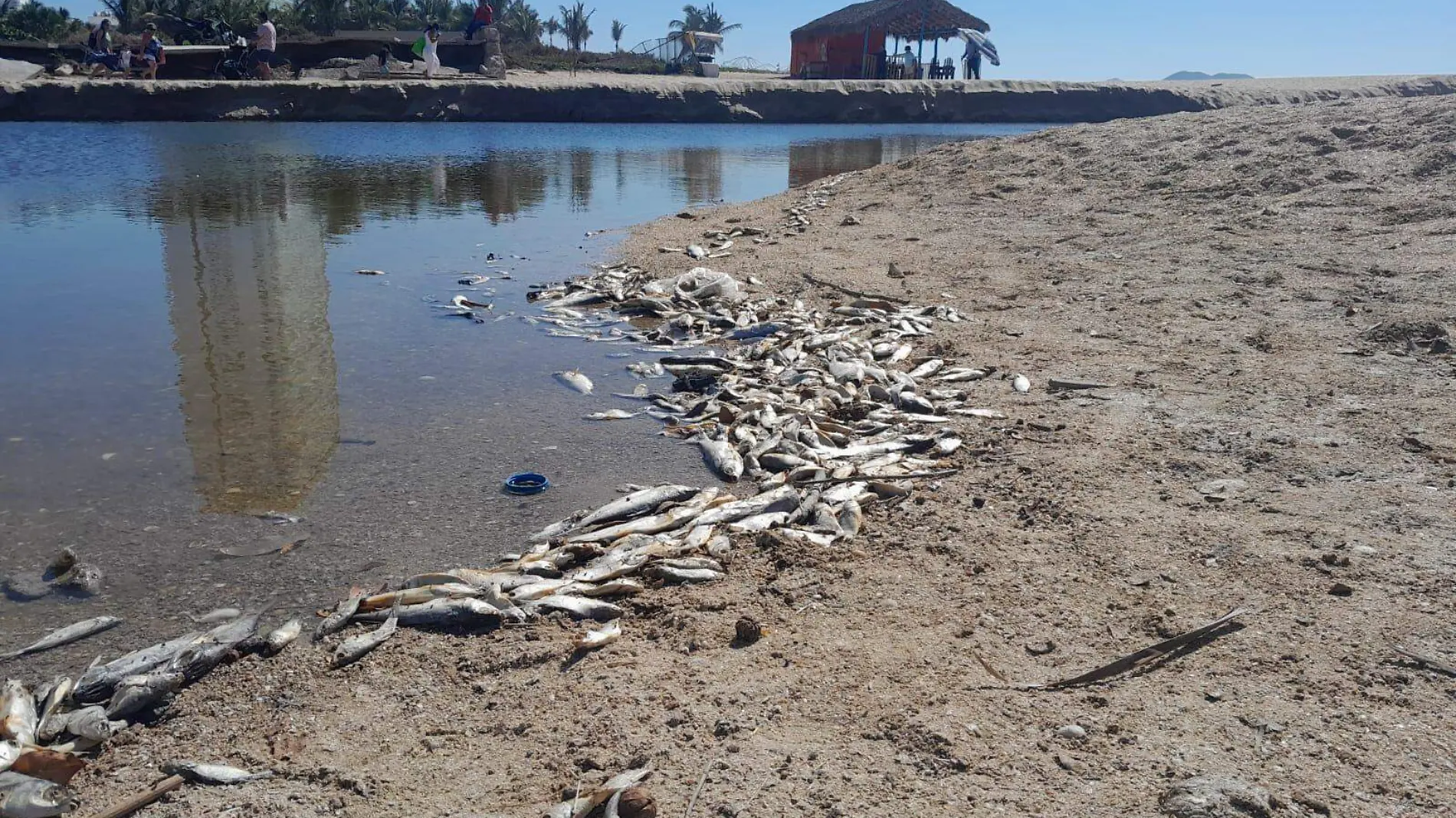 peces-sin-vida-mazatlan